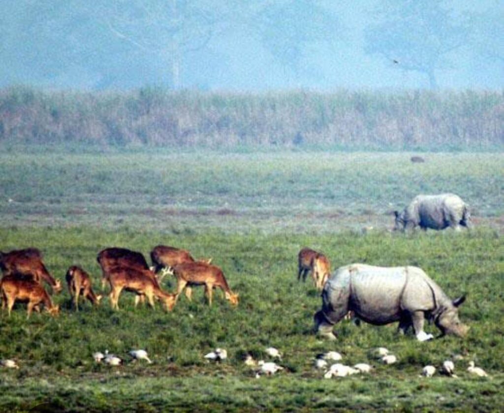 Rhinos and deers grazing together in a picturesque green field.